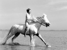 Bijela griva (Crin blanc), red. Albert Lamorisse